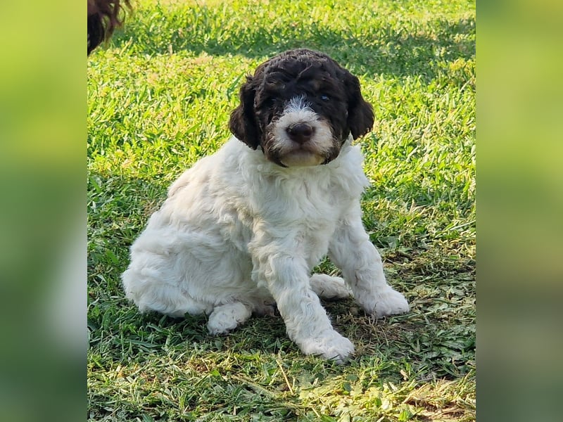 Cuccioli di Lagotto Romagnolo con pedigree export
