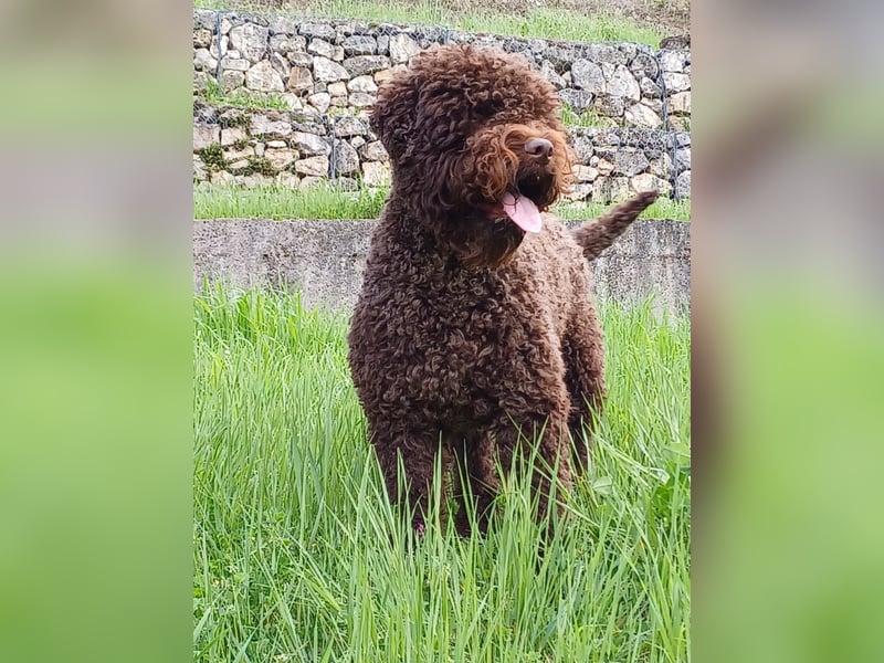 Cuccioli di Lagotto Romagnolo con pedigree export
