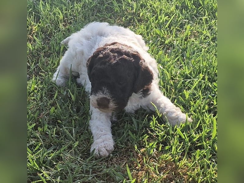 Cuccioli di Lagotto Romagnolo con pedigree export