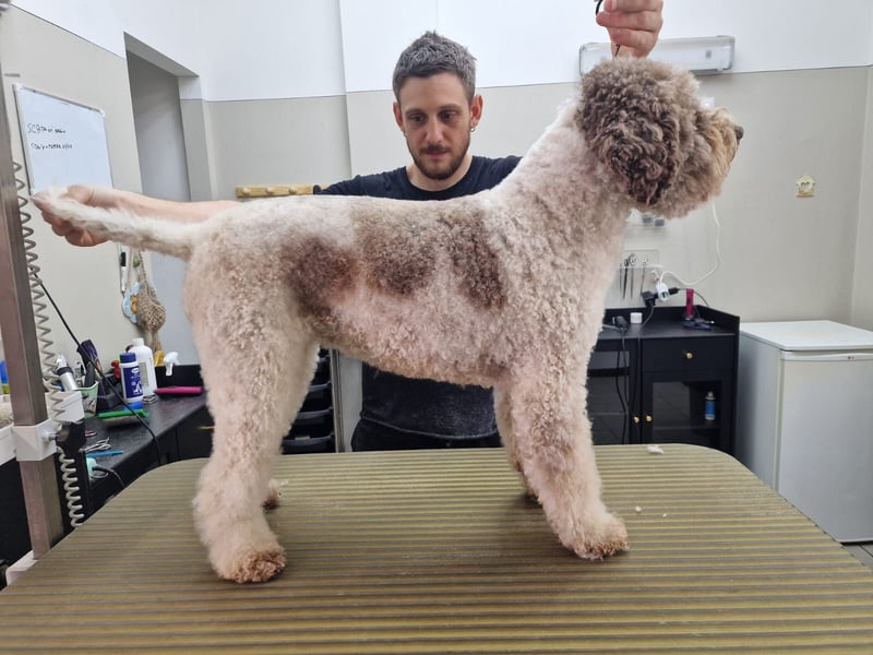 Cuccioli di Lagotto Romagnolo con pedigree export