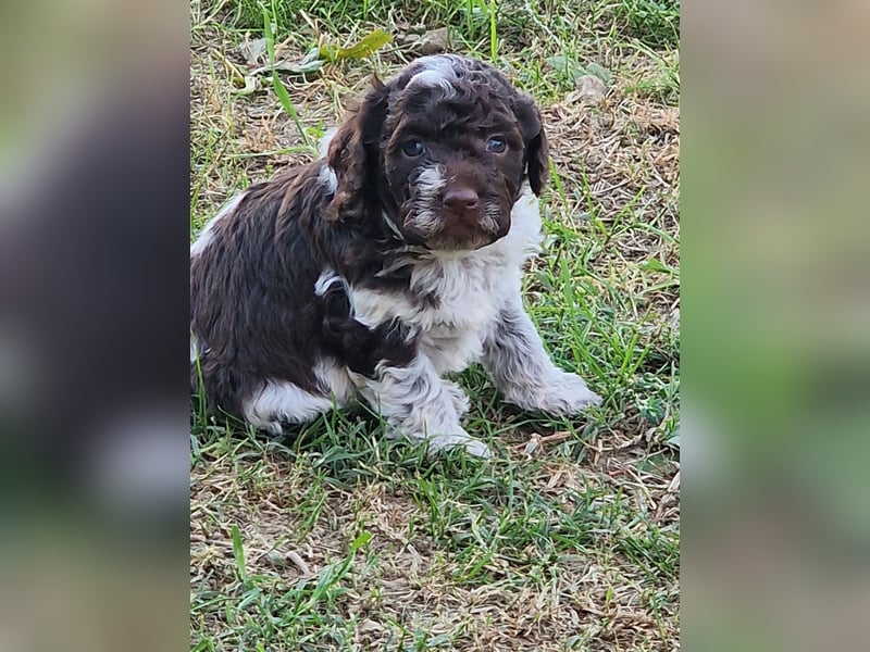 Cuccioli di Lagotto Romagnolo con pedigree export