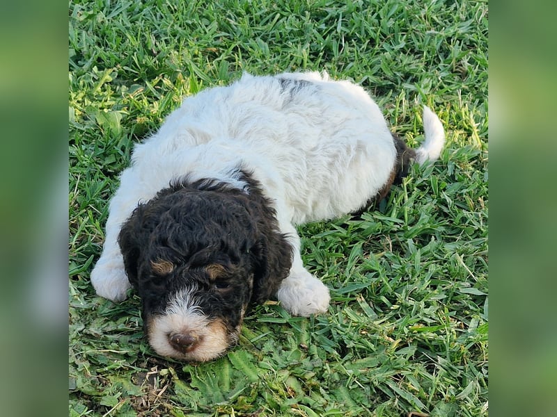 Cuccioli di Lagotto Romagnolo con pedigree export