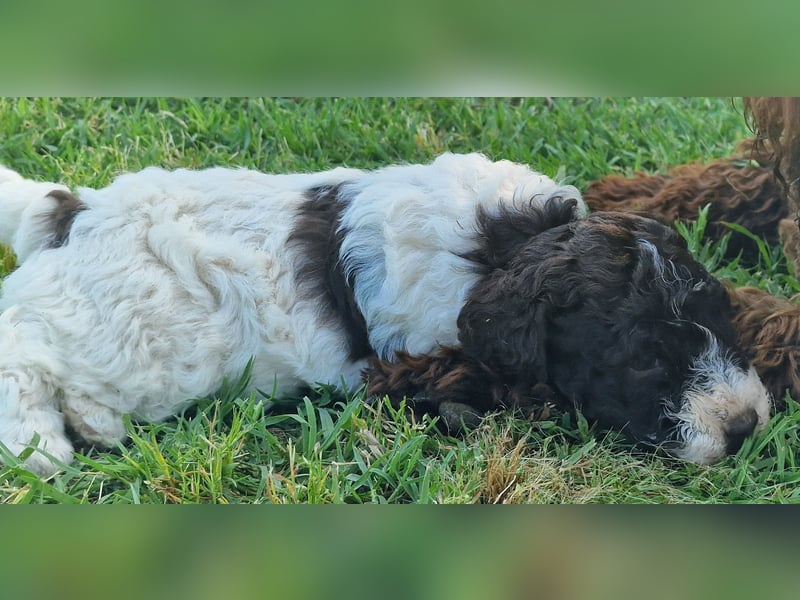 Cuccioli di Lagotto Romagnolo con pedigree export