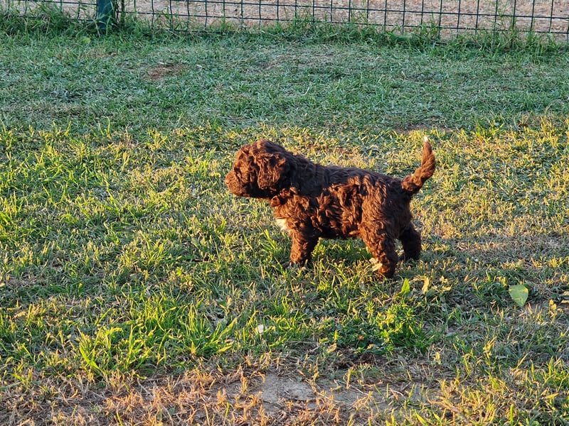 Cuccioli di Lagotto Romagnolo con pedigree export