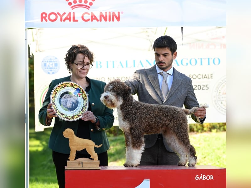 Cuccioli di Lagotto Romagnolo con pedigree export