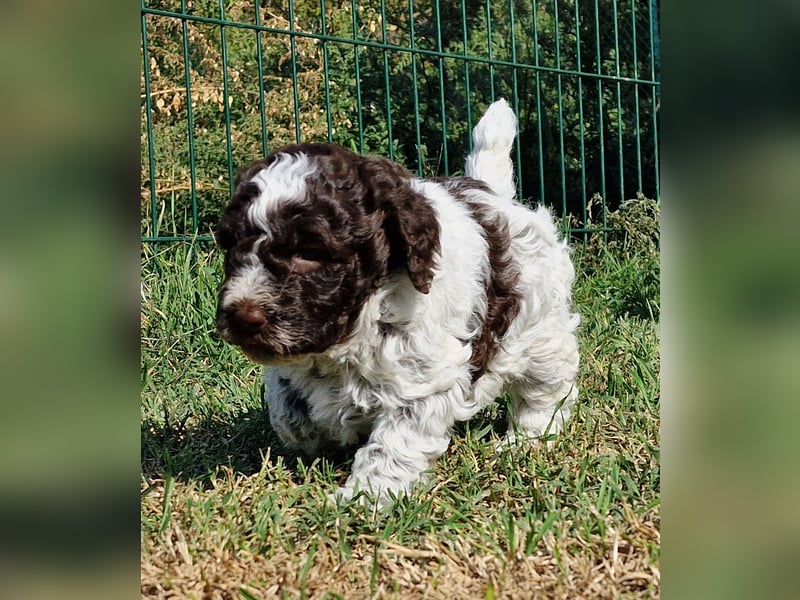 Cuccioli di Lagotto Romagnolo con pedigree export