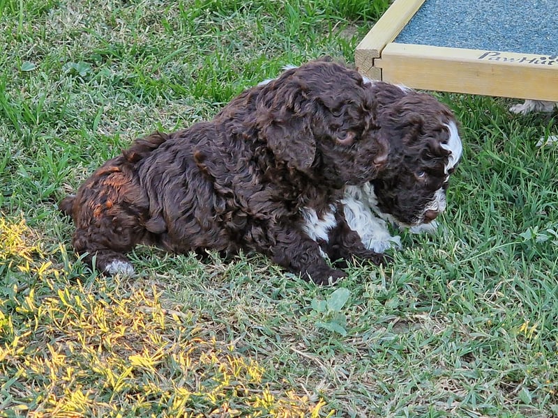 Cuccioli di Lagotto Romagnolo con pedigree export