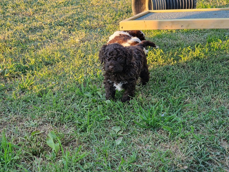 Cuccioli di Lagotto Romagnolo con pedigree export