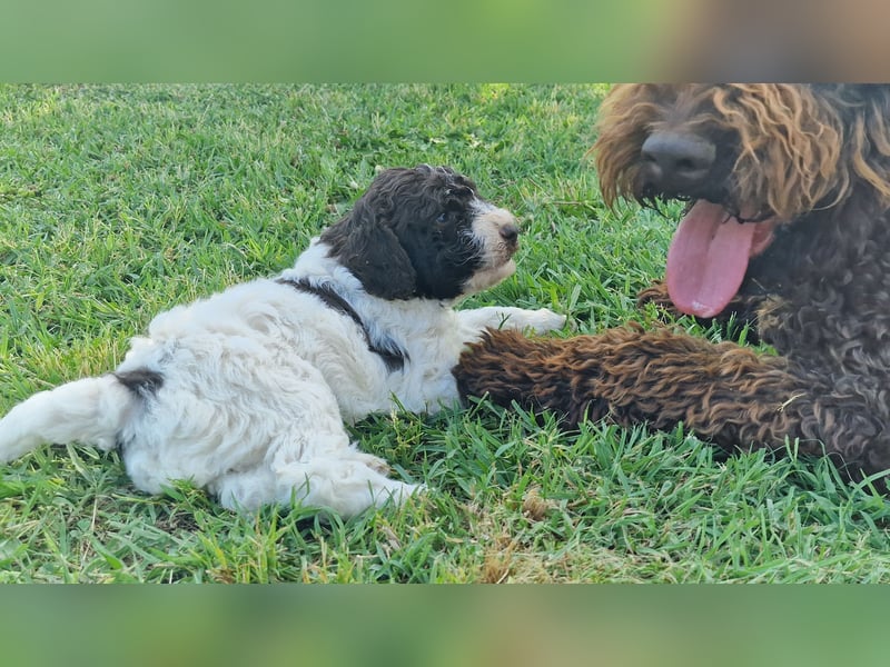 Cuccioli di Lagotto Romagnolo con pedigree export