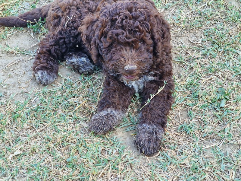 Lagotto con pedigre export