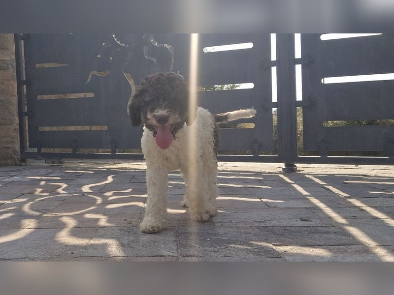 Cuccioli di Lagotto Romagnolo con pedigree export