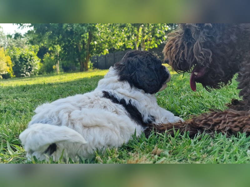 Cuccioli di Lagotto Romagnolo con pedigree export