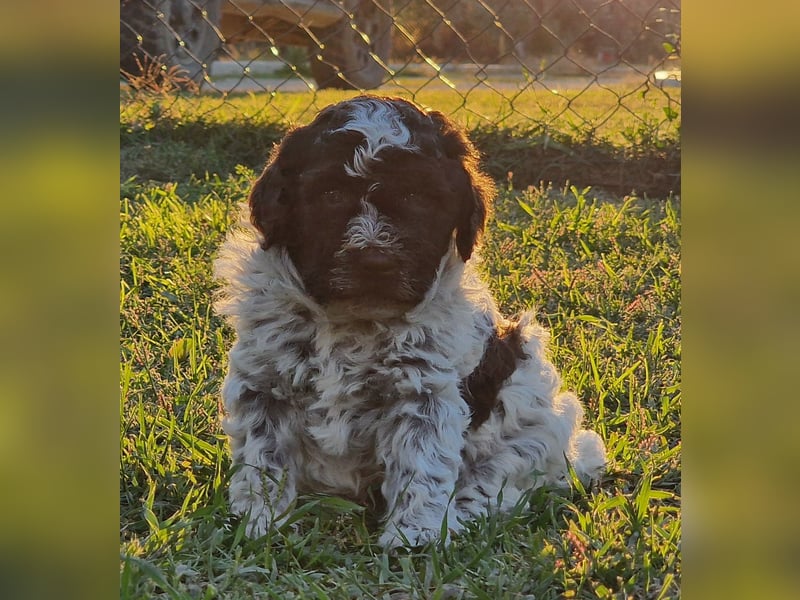 Cuccioli di Lagotto Romagnolo con pedigree export
