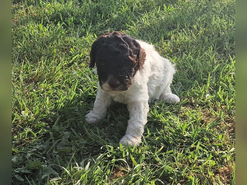 Cuccioli di Lagotto Romagnolo con pedigree export