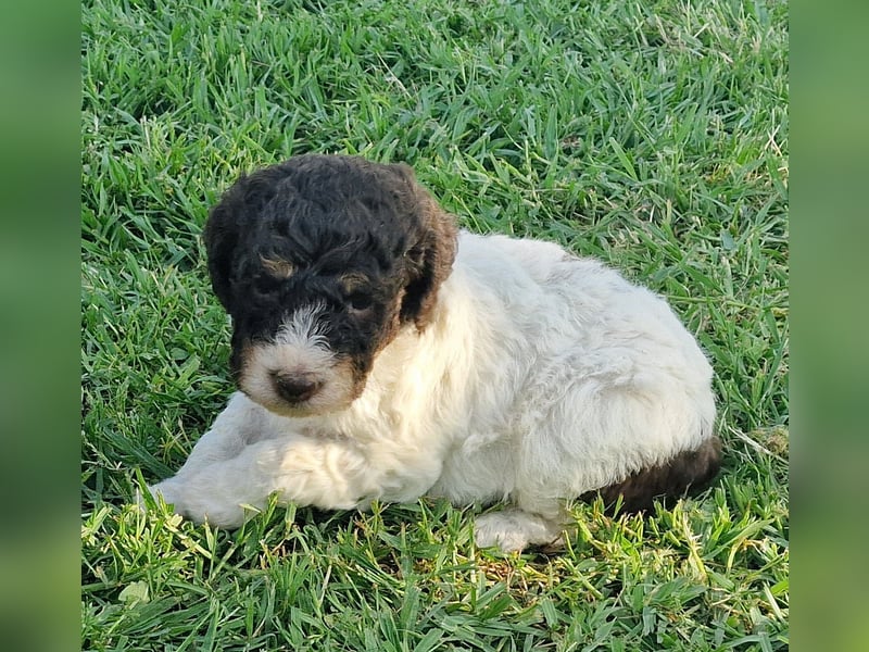 Cuccioli di Lagotto Romagnolo con pedigree export
