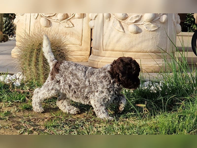 Lagotto con pedigre export rosa