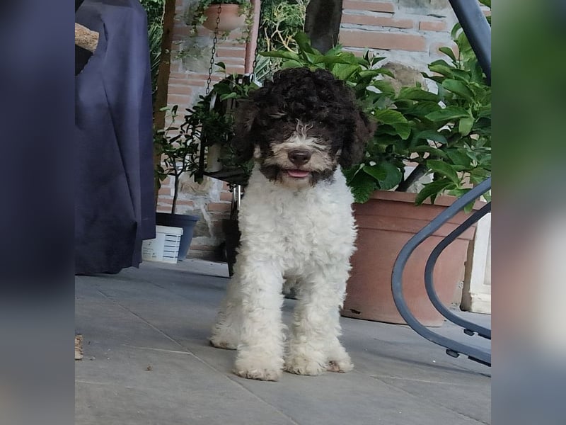 Cuccioli di Lagotto Romagnolo con pedigree export