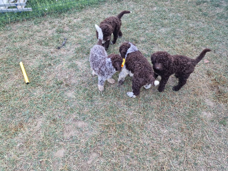 Lagotto con pedigre export