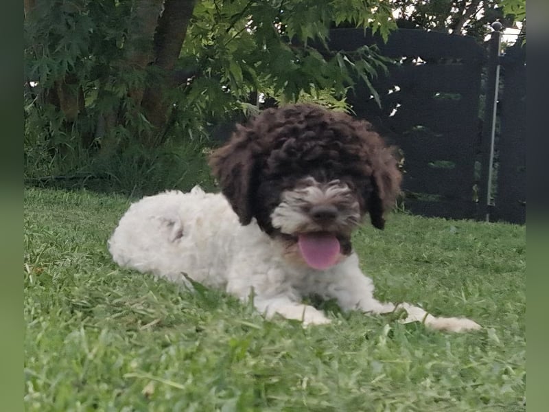 Cuccioli di Lagotto Romagnolo con pedigree export