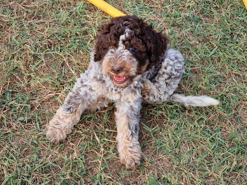 Lagotto con pedigre export