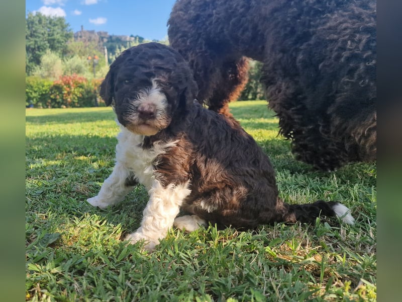 Cucciolo di Lagotto Romagnolo