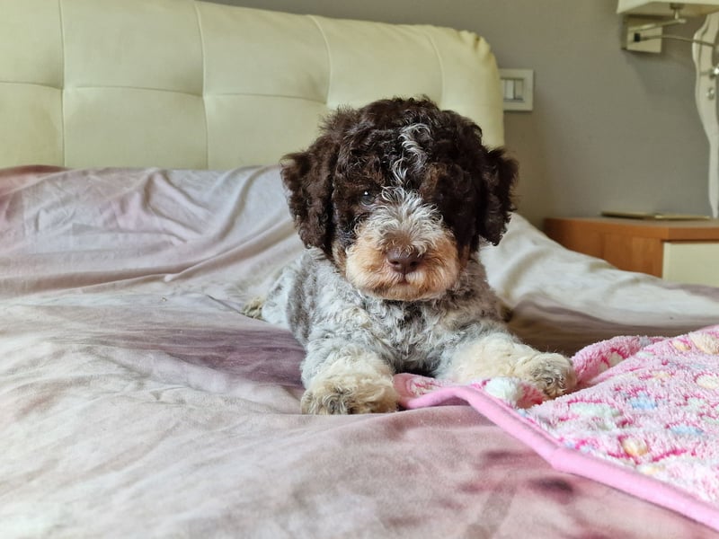 Lagotto con pedigre export