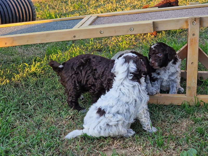 Cuccioli di Lagotto Romagnolo con pedigree export