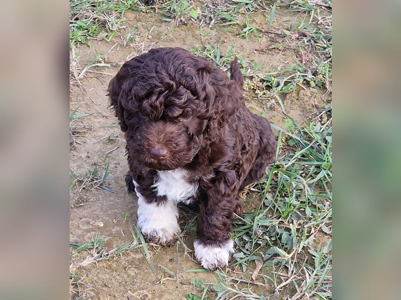 Lagotto con pedigre export rosa