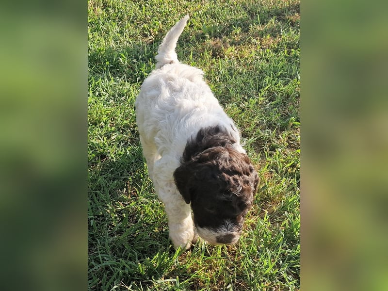 Cuccioli di Lagotto Romagnolo con pedigree export