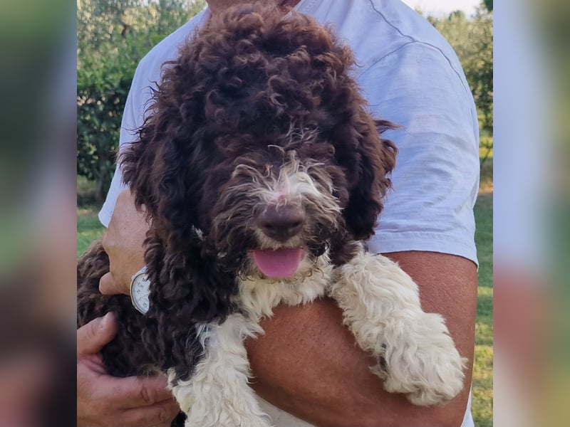 Cucciolo di Lagotto Romagnolo
