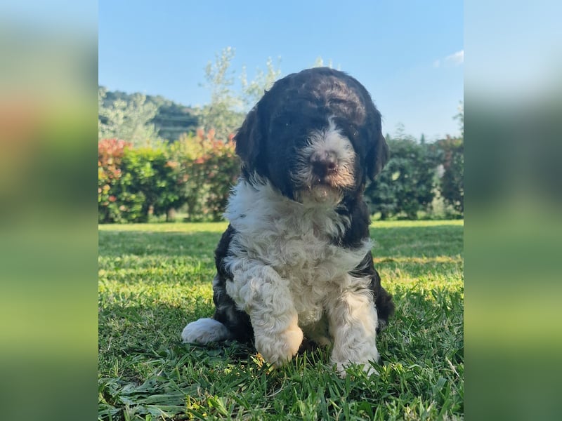 Cucciolo di Lagotto Romagnolo