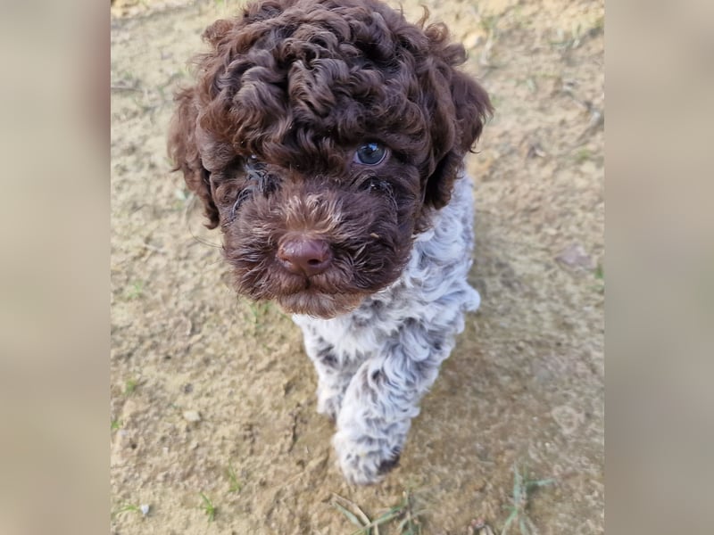 Lagotto con pedigre export rosa