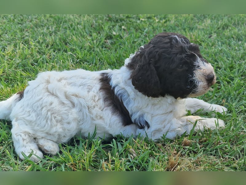 Cuccioli di Lagotto Romagnolo con pedigree export