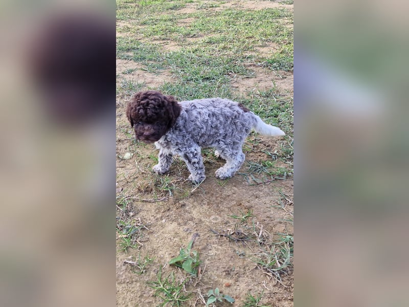 Lagotto con pedigre export rosa