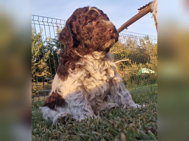 Cuccioli di Lagotto Romagnolo con pedigree export