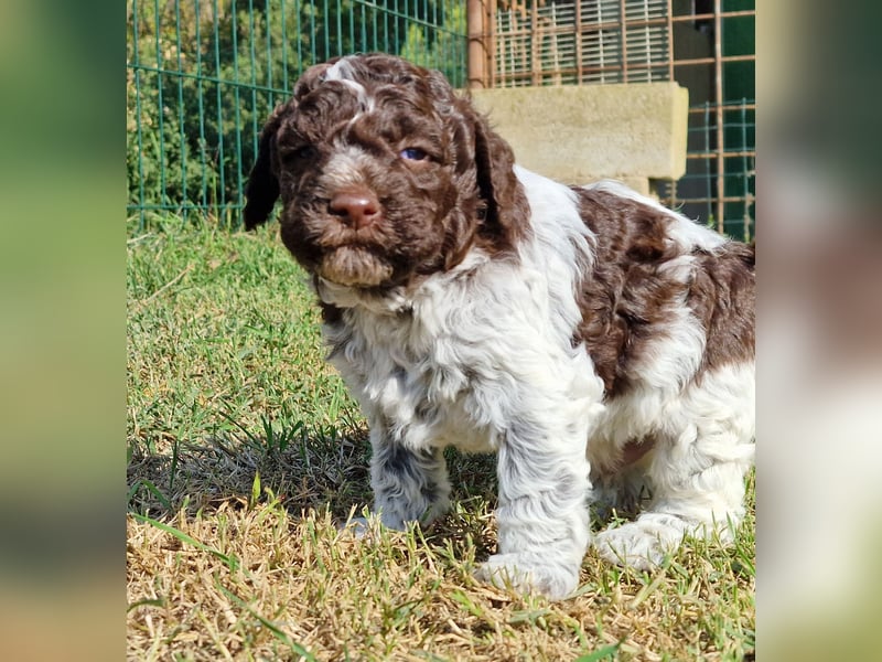 Cuccioli di Lagotto Romagnolo con pedigree export