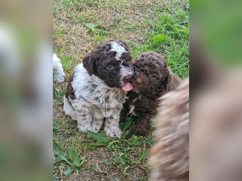 Cuccioli di Lagotto Romagnolo con pedigree export