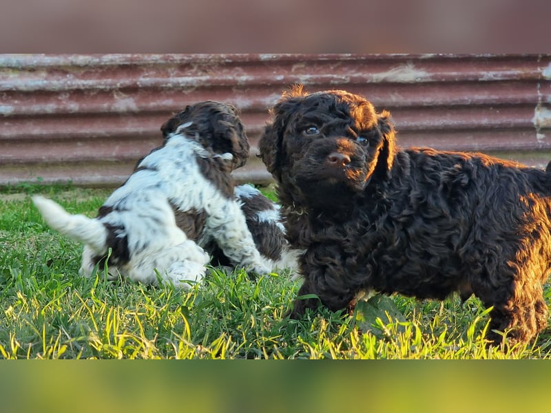 Cuccioli di Lagotto Romagnolo con pedigree export