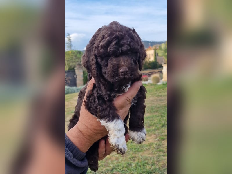 Lagotto con pedigre export rosa