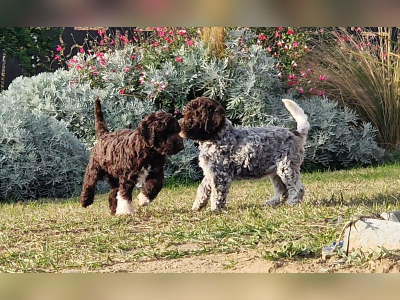 Lagotto con pedigre export rosa