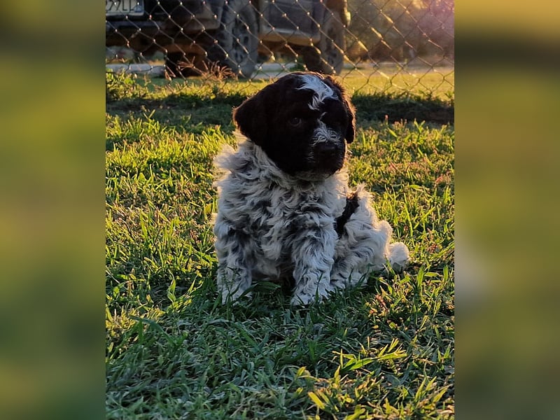 Cuccioli di Lagotto Romagnolo con pedigree export