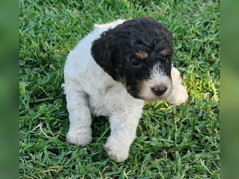 Cuccioli di Lagotto Romagnolo con pedigree export