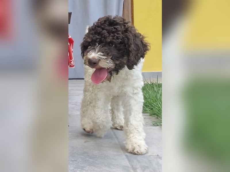 Cuccioli di Lagotto Romagnolo con pedigree export