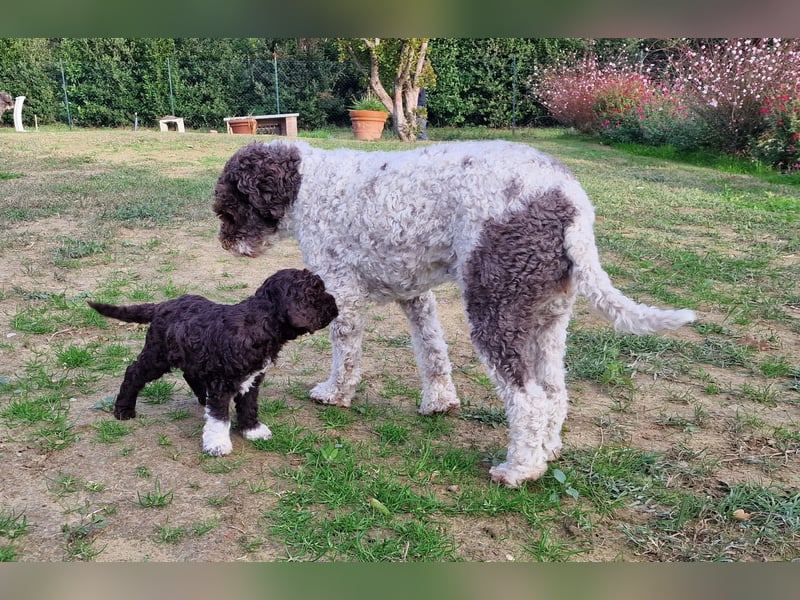 Lagotto con pedigre export rosa
