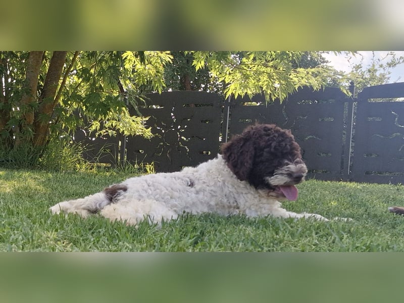 Cuccioli di Lagotto Romagnolo con pedigree export