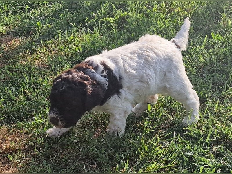 Cuccioli di Lagotto Romagnolo con pedigree export