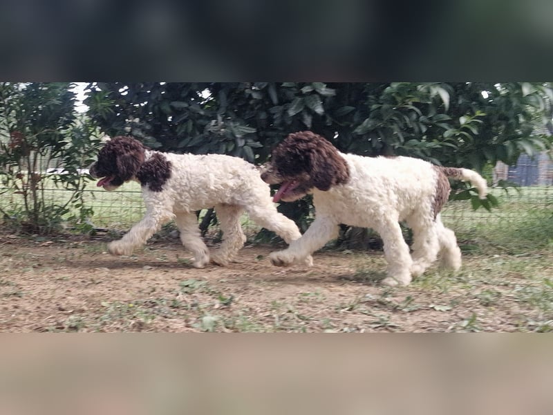 Cuccioli di Lagotto Romagnolo con pedigree export