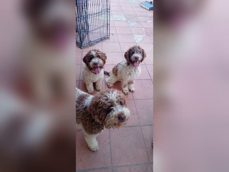 Lagotto Romagnolo Welpen