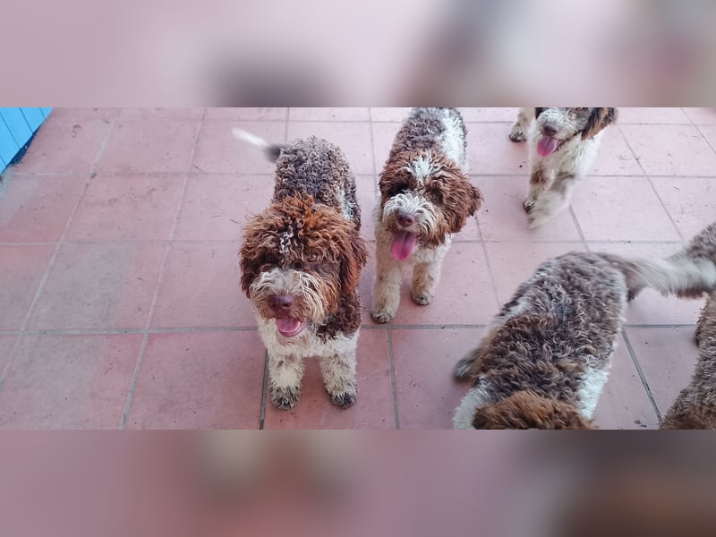 Lagotto Romagnolo Welpen