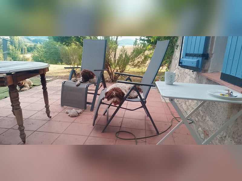 Lagotto Romagnolo Welpen